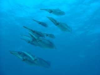  Veracruz-Fische 